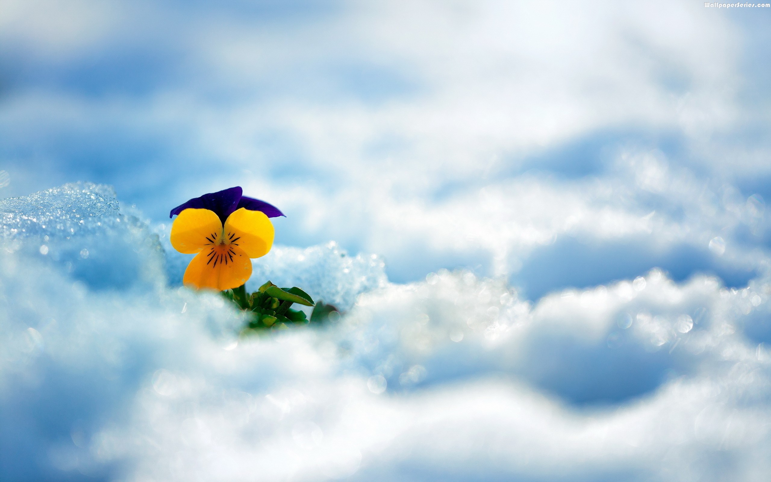 Beautiful-Yellow-Flower-In-Clouds-Winter-HD-Wallpaper