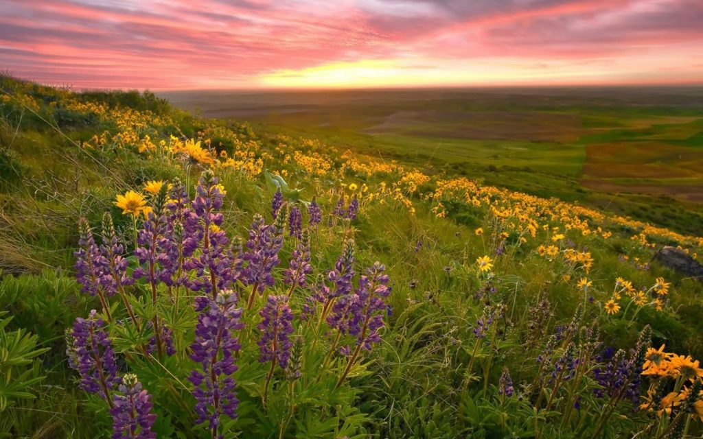 valley-of-flowers-96015