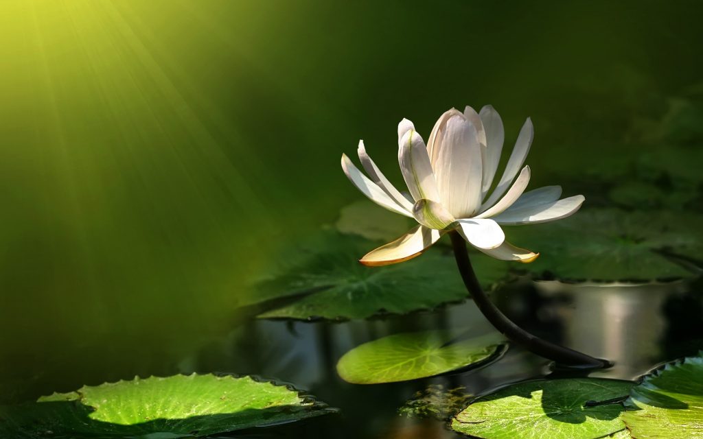 water-lily-wallpaper-background-3264-3432-hd-wallpapers