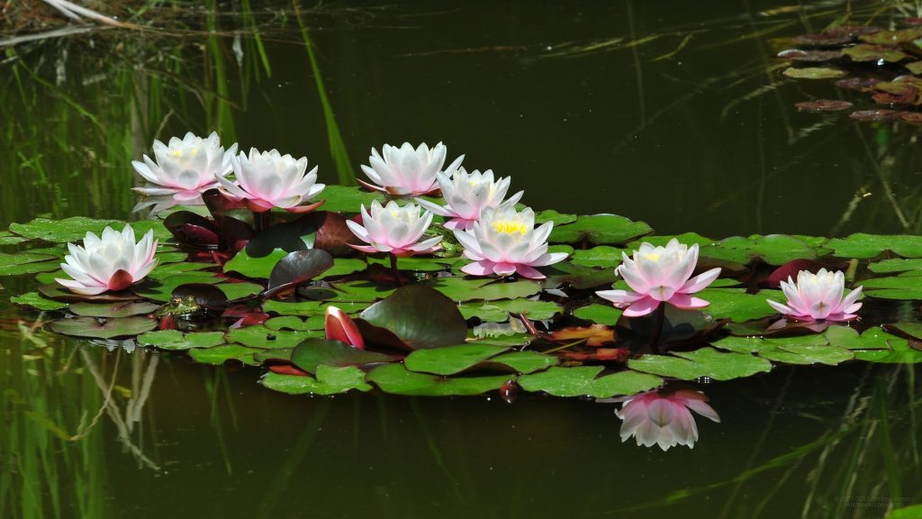 image-wallpaper-1920-1080-beautiful-flowers-water-lilies-flowers-pictures-ni325533